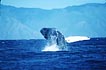 humpback whale