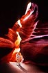 Horse in slot canyon