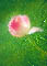 pink tulip photograph