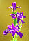 flower, iris
