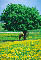 Horse under tree