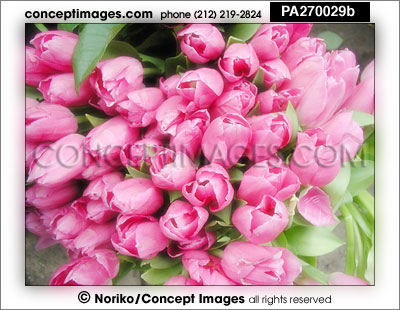 pink tulips