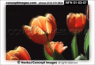 tulips