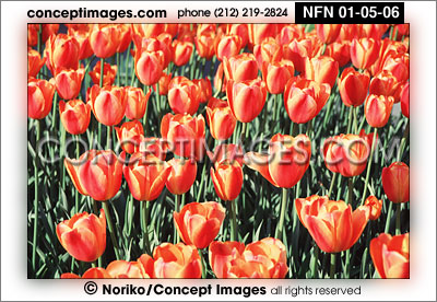 tulips