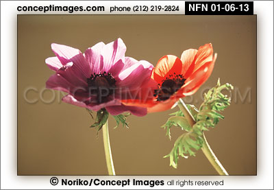 ANEMONE