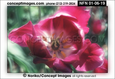 TULIP
