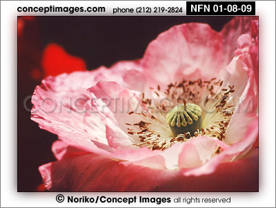 poppy flower