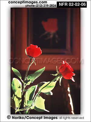 red roses