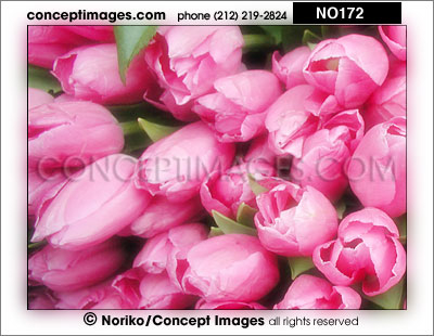 pink tulips