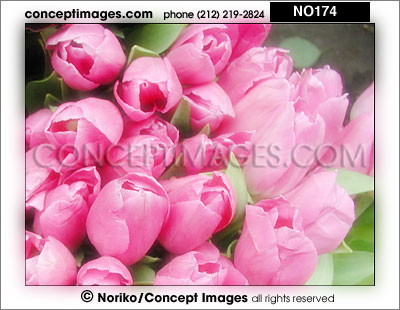 pink tulips