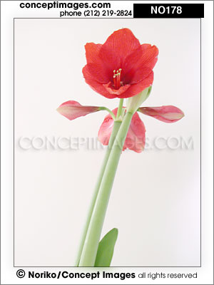 amaryllis