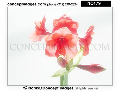 amaryllis