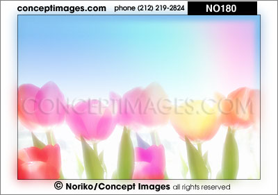 tulips in pastel