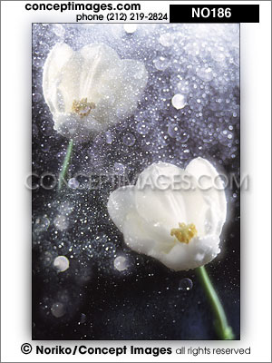 white tulips