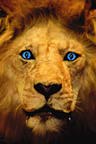 blue eye lion