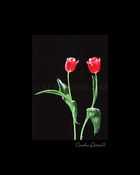 Two Tulips