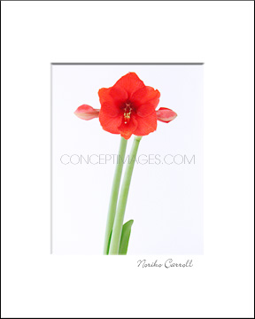 red amaryllis photo