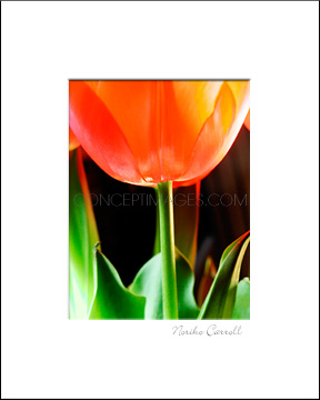 tulip photo print