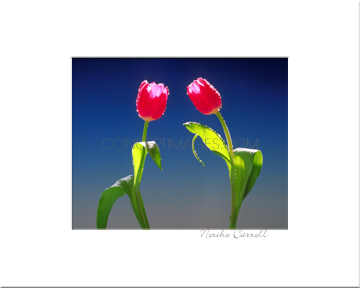 Two Tulips Greeting