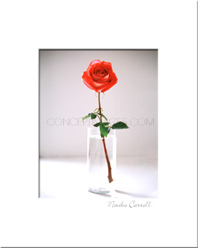 Red Rose Photograph