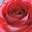 red rose